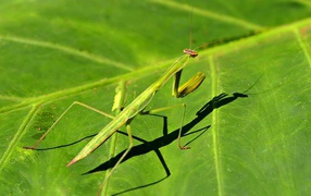 Green mantis on a green leaf