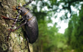 Huge black beetle crawling on a tree trunk