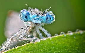 Насекомое покрыто каплями воды