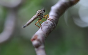 Insect sitting on a branch