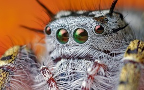 Так выглядит паук