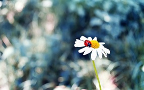 Ladybug in the heart of daisies