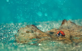 Ladybug in the rain