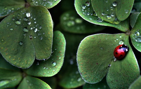 Божья коровка на пушистом листке