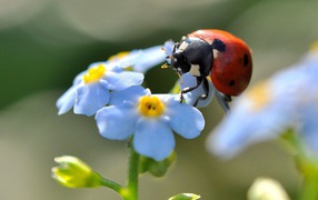Ladybug on flower forget-me