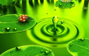 Божья коровка на водяном листке