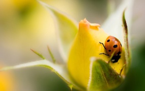Ladybug on yellow rose bud