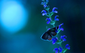Маленькая бабочка на кисточке голубых цветов