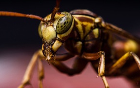 Макро фото насекомого