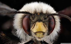 Макро фото головы насекомого