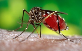 Mosquito sucks blood