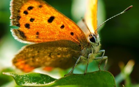 Оранжевая бабочка вблизи