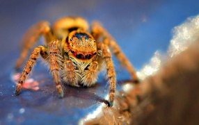 Orange hairy spider