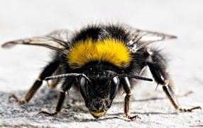 Фото мохнатого насекомого