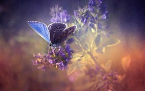 Purple butterfly on lavender