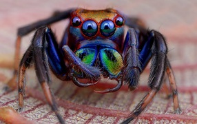 Радужный мохнатый паук