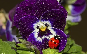 Красный жук на покрытом росой цветке