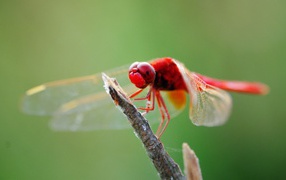 Красная стрекоза на ветке