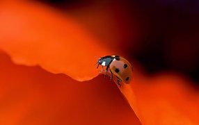 Red ladybird on an orange background