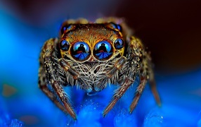 Отражение в глазах паука
