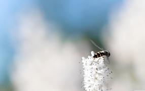 Small bee on white flowers brush