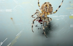Spider and digital graphics