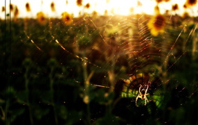 Spider in the sun