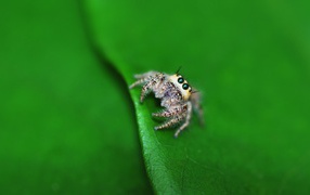 Spider on a leaf from a tree