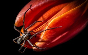 Паук на бутоне красного тюльпана