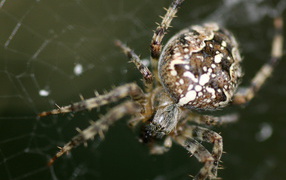 Паук на своей паутине