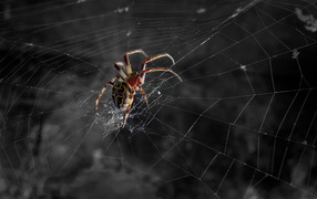 Spider waiting for its prey