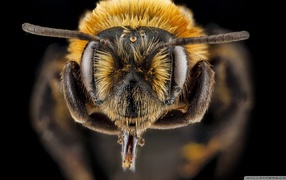 Ростки на голове насекомого