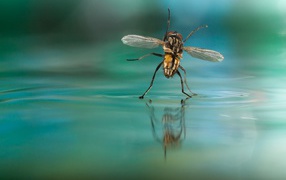 The fly on the water