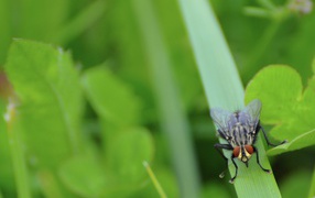 The fly sits on a blade of grass