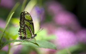 Зеленая бабочка на травинке