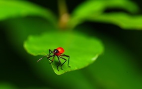 Букашка на листке