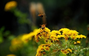 Две пчелы на кисточке желтого цветка
