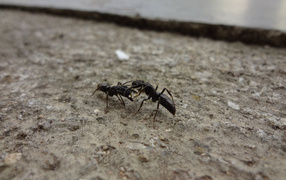 Two black ants on the ground