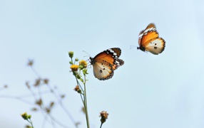 Two butterflies flew to flower