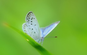 White butterfly on a green blade of grass