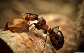 Муравей на водопое