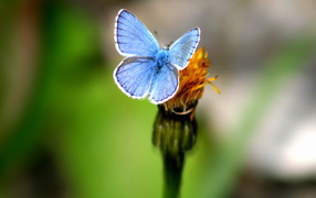 	   Blue butterfly on flower