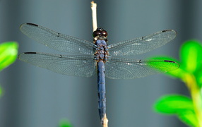 	   Blue dragonfly