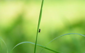 Муха на стебле травы