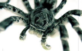 	   Scary big spider