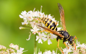 Оса на белом цветке