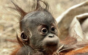 A baby chimpanzee monkey