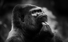 Черно белое фото умной обезьяны