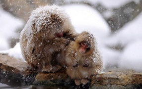 Japanese macaques in the snow