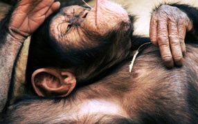 Macaque lying on his back with cones in hand